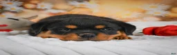 Rottweiler dogs for sale: Maggie - Ad 5