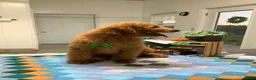 Goldendoodle dogs for sale: Goldendoodle 1 Rascal - f1b   - Ad 5