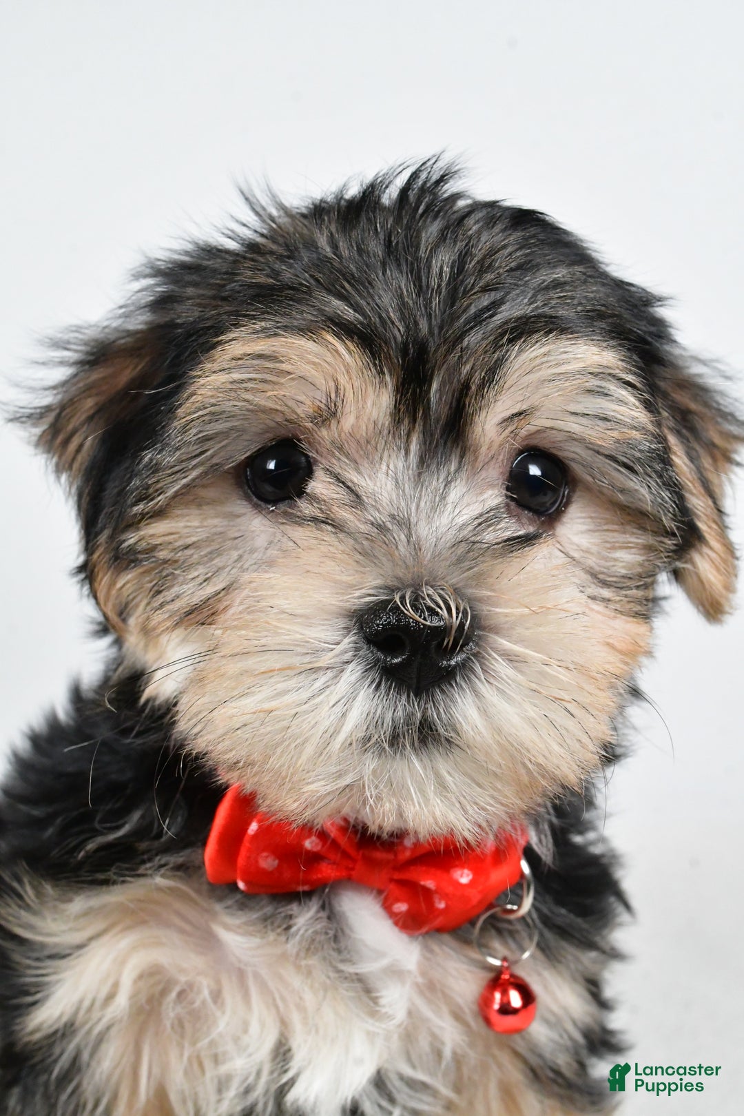 Morkie dogs for sale: Victor - Ad 8
