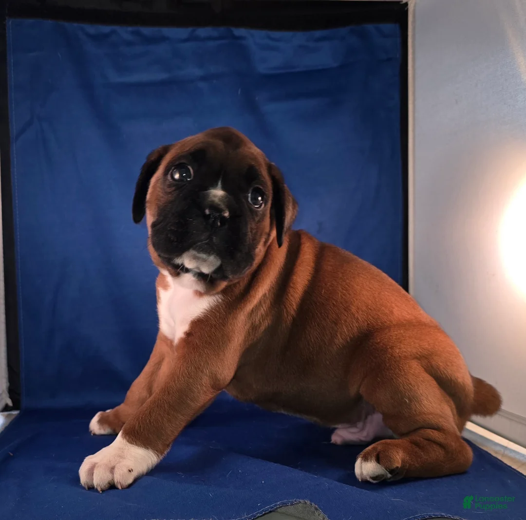 Boxer dogs for sale: Steven - Ad 1