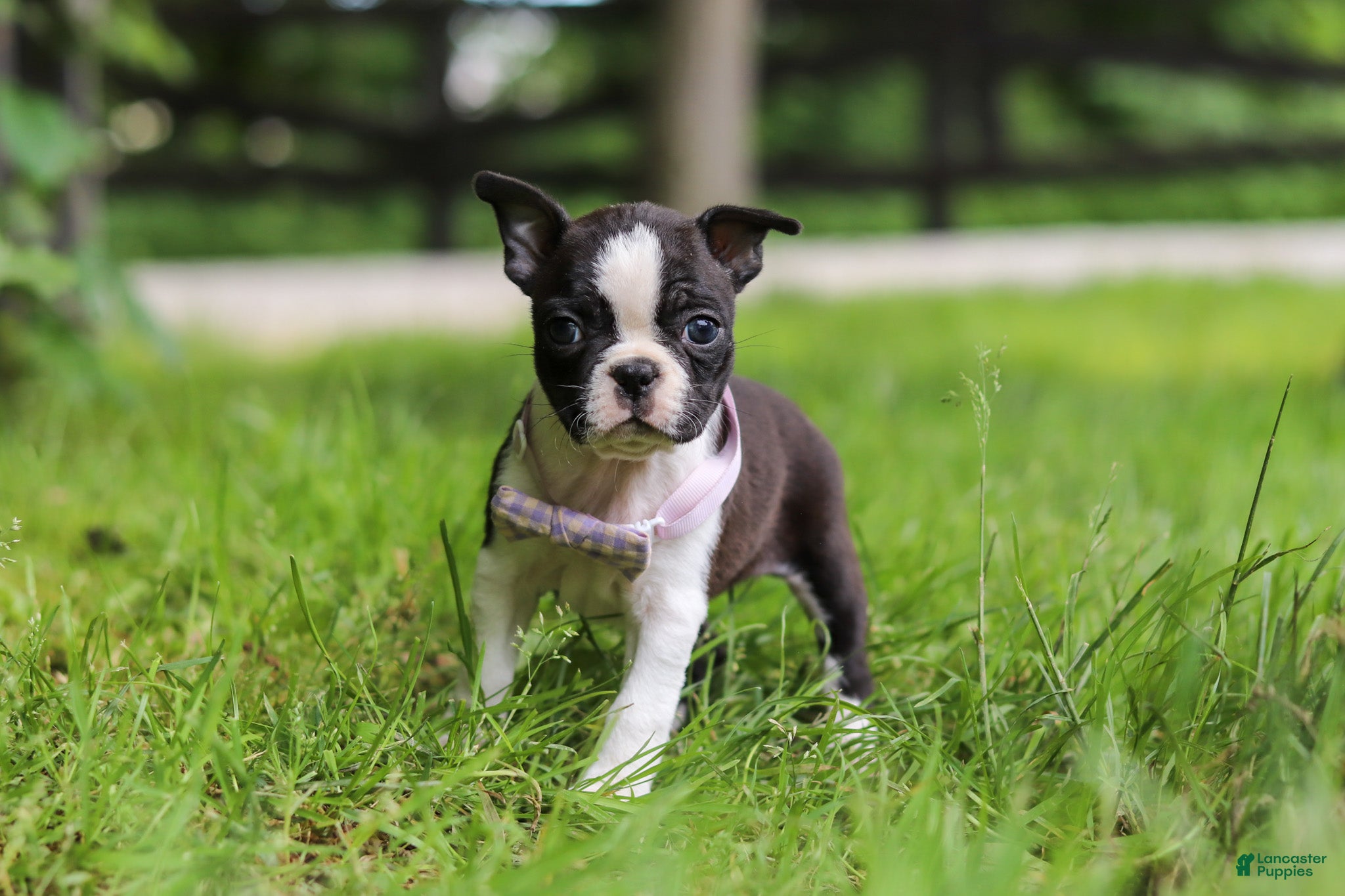 Boston Terrier dogs Delilah - Ad 1