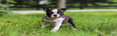 Delilah