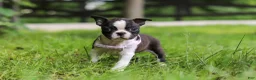 Boston Terrier dogs for sale: Delilah - Ad 1