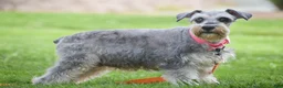 Miniature Schnauzer dogs for sale: Maddox - Ad 5