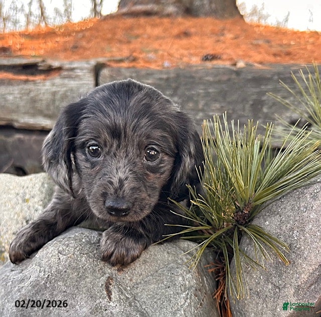 Miniature Dachshund dogs Opal - Ad 1