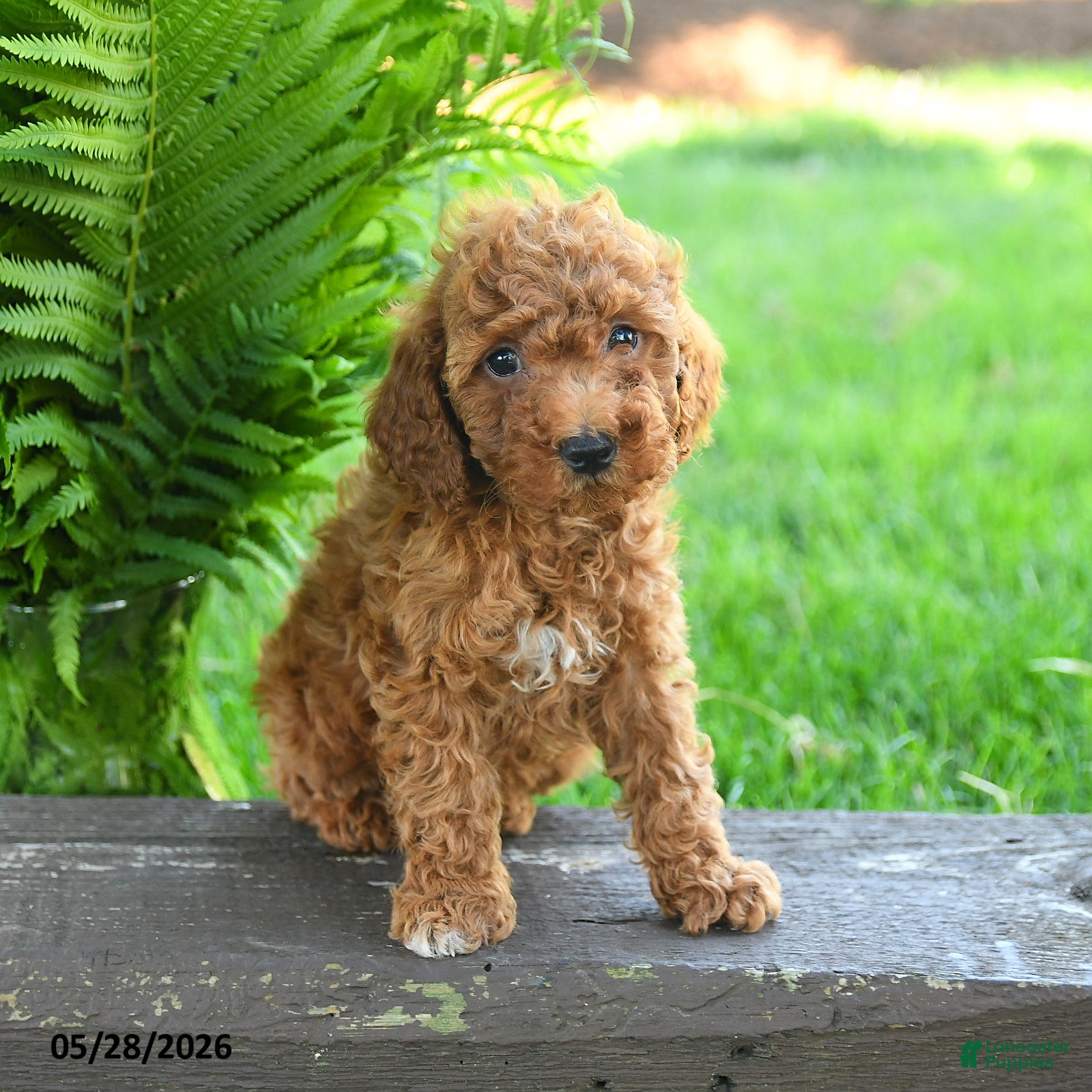 Miniature Poodle dogs Tobias - Ad 1