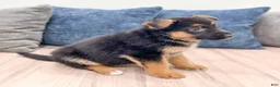 German Shepherd dogs for sale: Kyle - Ad 3