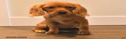 Miniature Golden Retriever dogs for sale: Pansey - Ad 4
