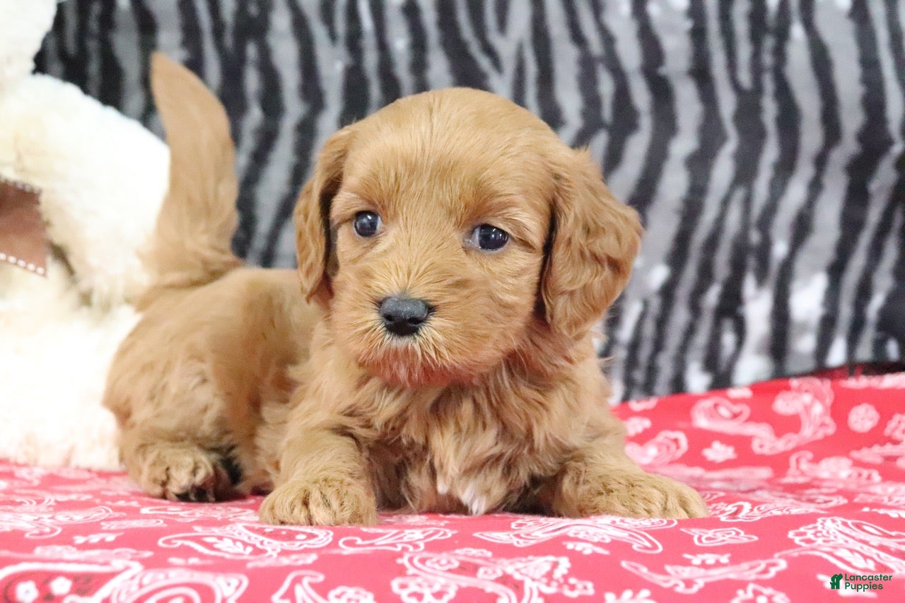 Mini Goldendoodle dogs Buttercup - Ad 1