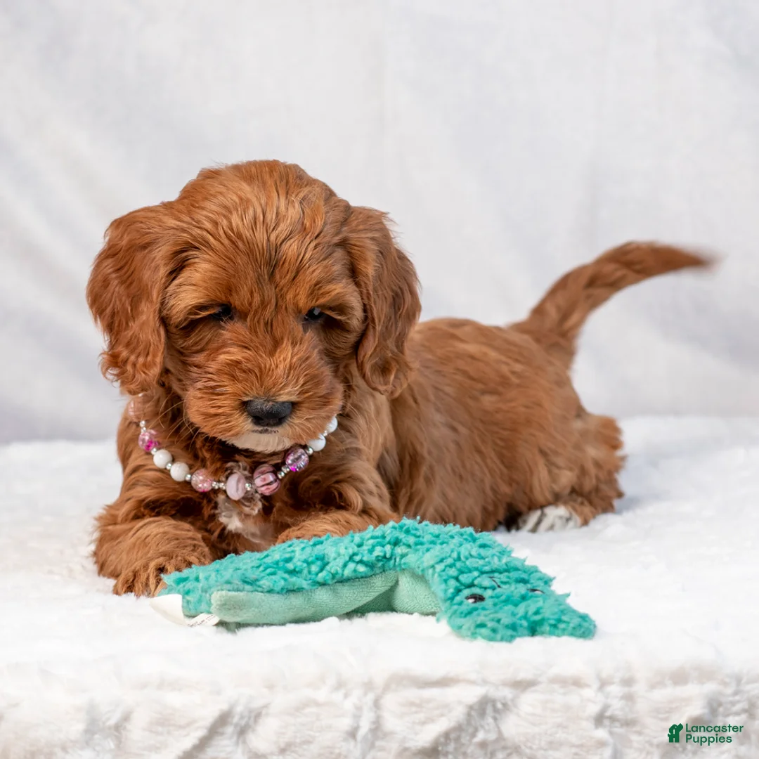 Mini Goldendoodle dogs for sale: Brooklyn - Ad 4