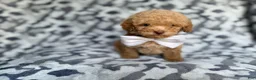 Cockapoo dogs for sale: Freddy - Ad 5