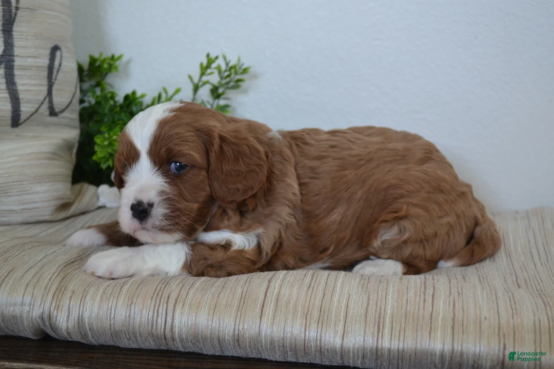 Miniature Poodle dogs for sale: Pebbles - Ad 2