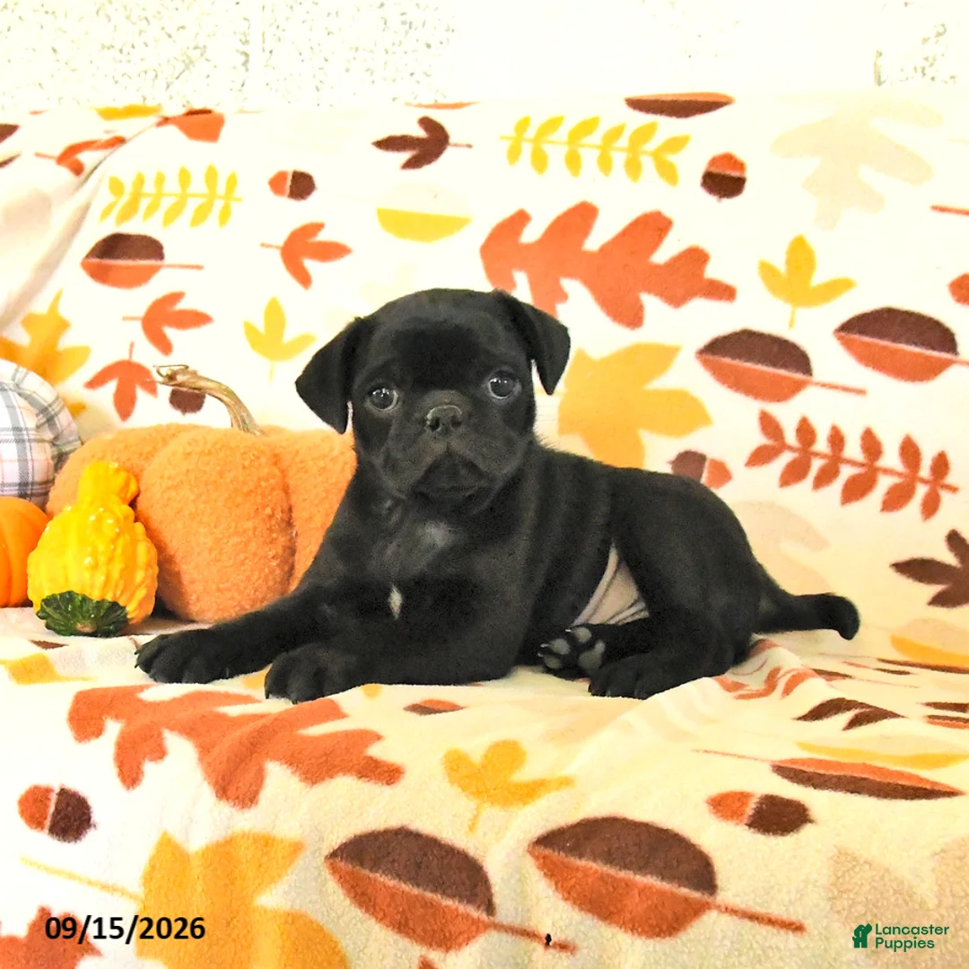Pug dogs for sale: Champ  - Ad 1