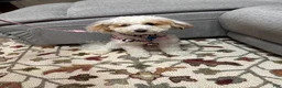 Mini Goldendoodle dogs for sale: Mini Goldendoodle Puppy 1 - Ad 11