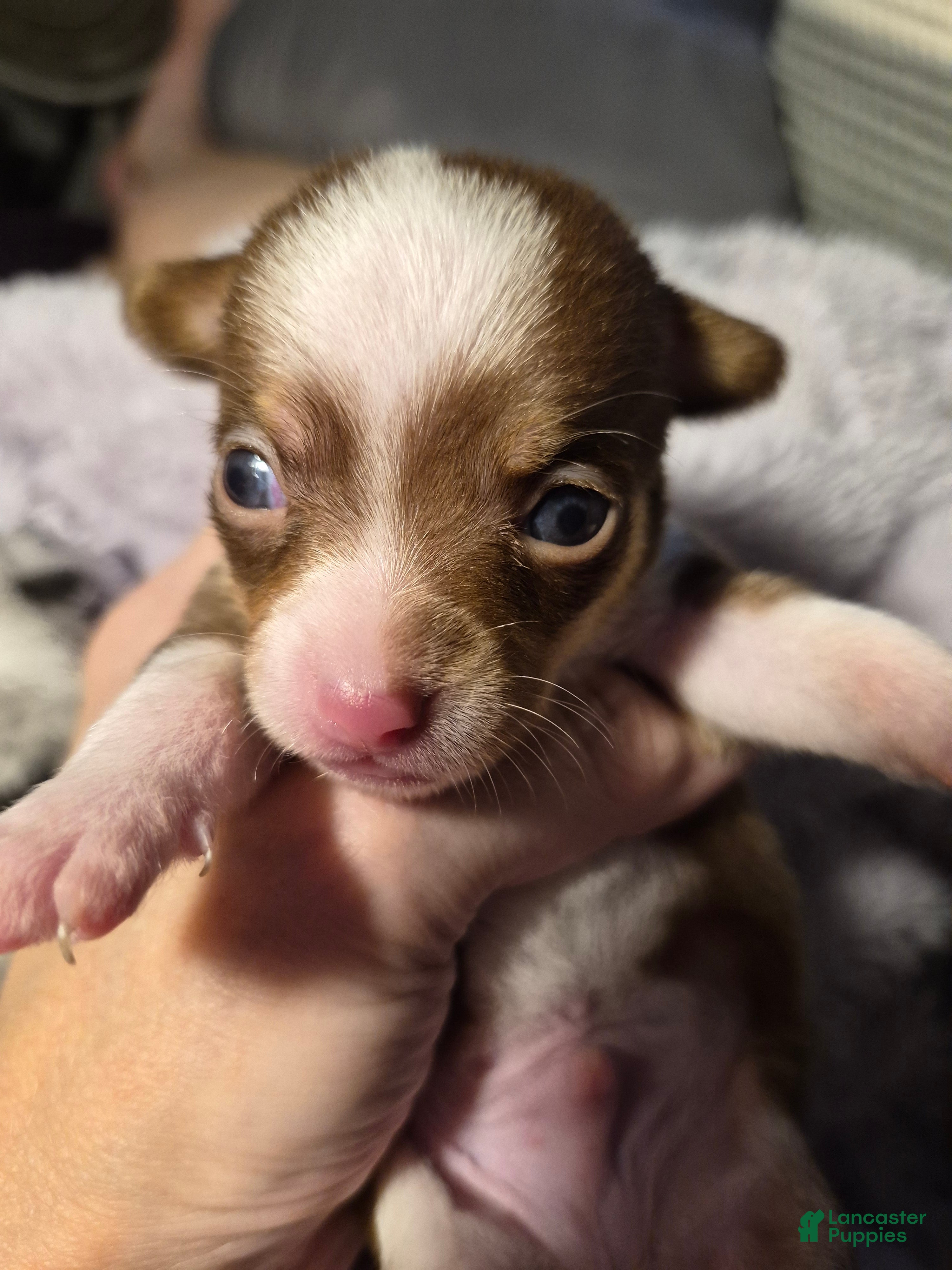 Chihuahua dogs Chihuahua 2 - Ad 1