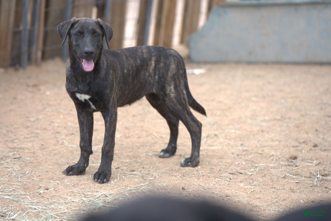 Mixed Breed dogs for sale: Tiger Tiscar Farm Dog - Ad 2