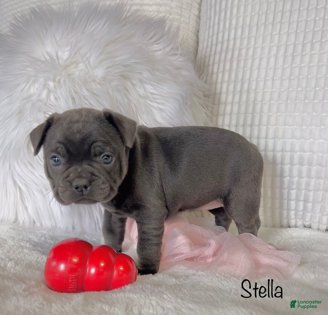Mixed Breed dogs for sale: Stella - Ad 3
