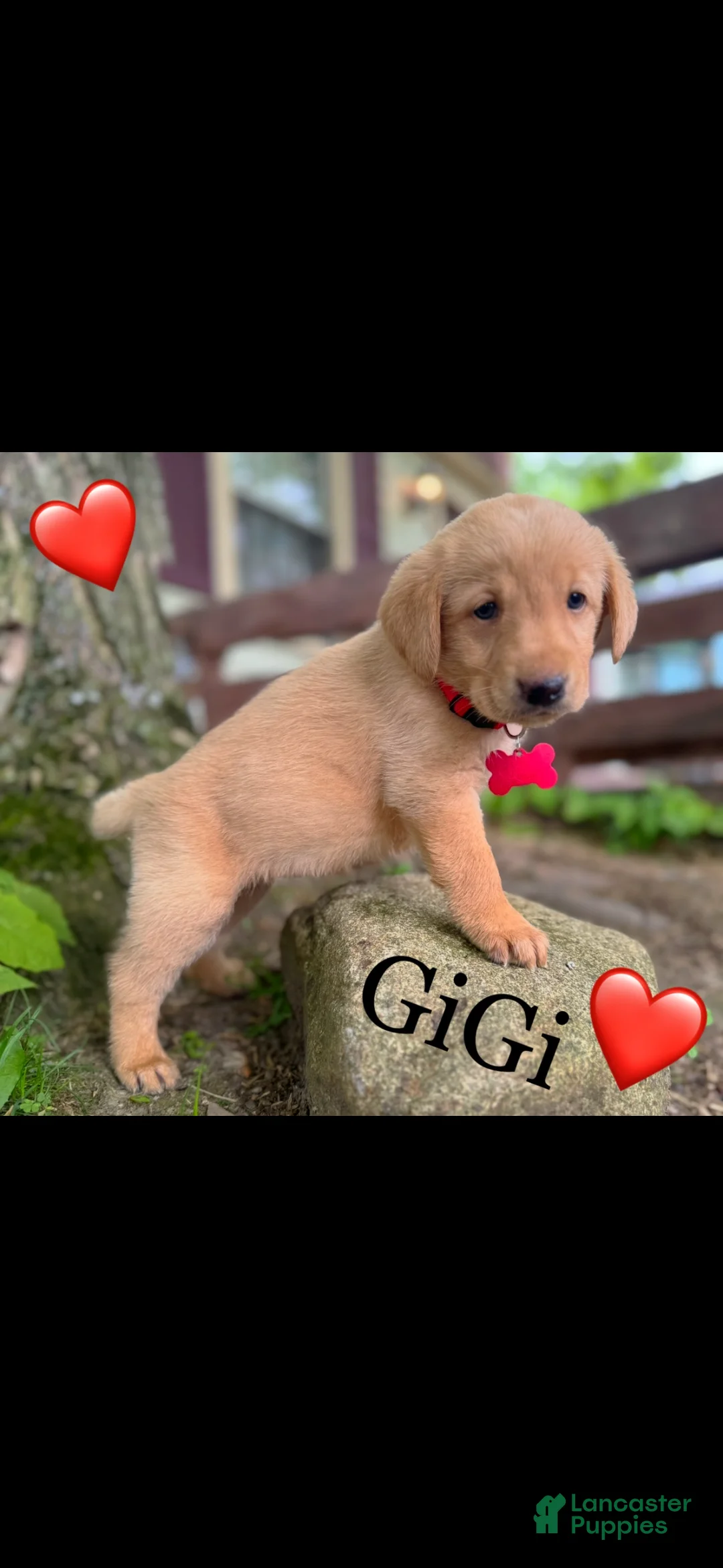 Labrador Retriever dogs for sale: Labrador Retriever Puppy 1 - Ad 1