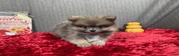 Pomeranian dogs for sale: Pomeranian Puppy 1 - Ad 10