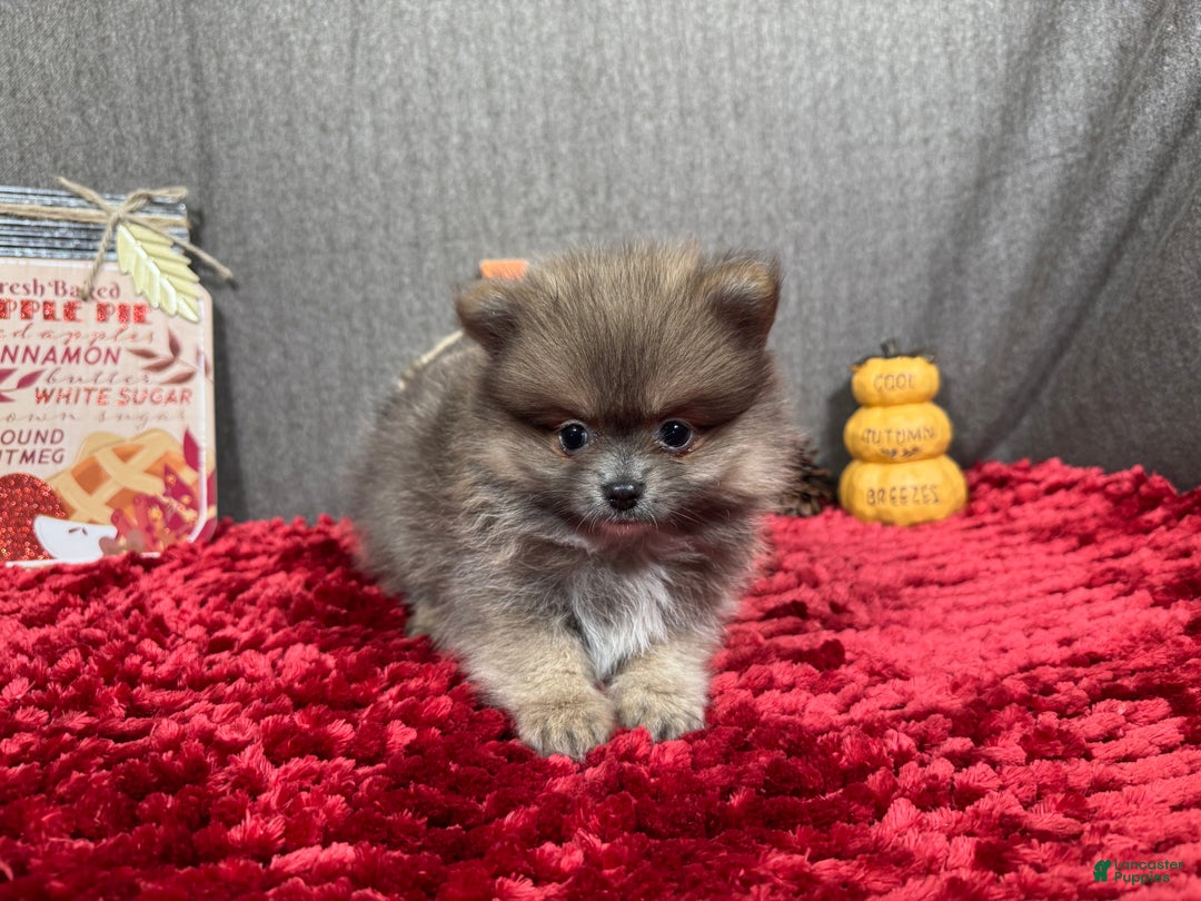 Pomeranian dogs for sale: Pomeranian Puppy 1 - Ad 10