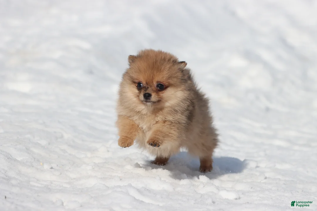 Pomeranian dogs for sale: Feather - Ad 5