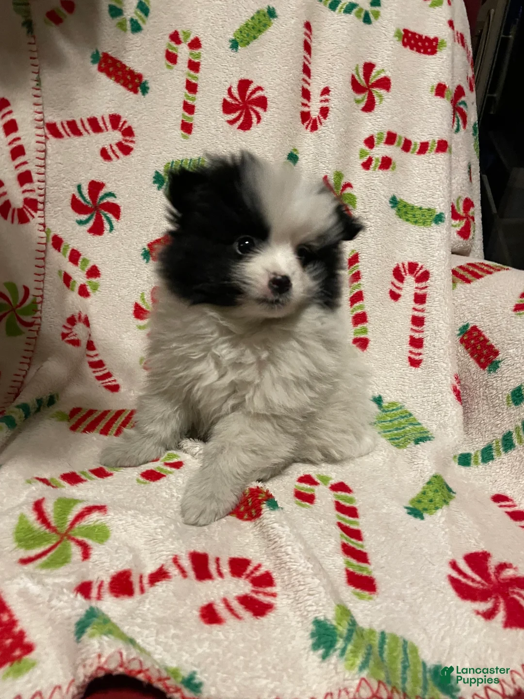 Pomeranian dogs for sale: Pomeranian Puppy 1 - Ad 2