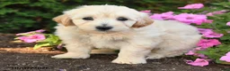 Mini Goldendoodle dogs for sale: Rita - Ad 3