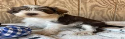 Miniature Schnauzer dogs for sale: Stanley - Ad 4