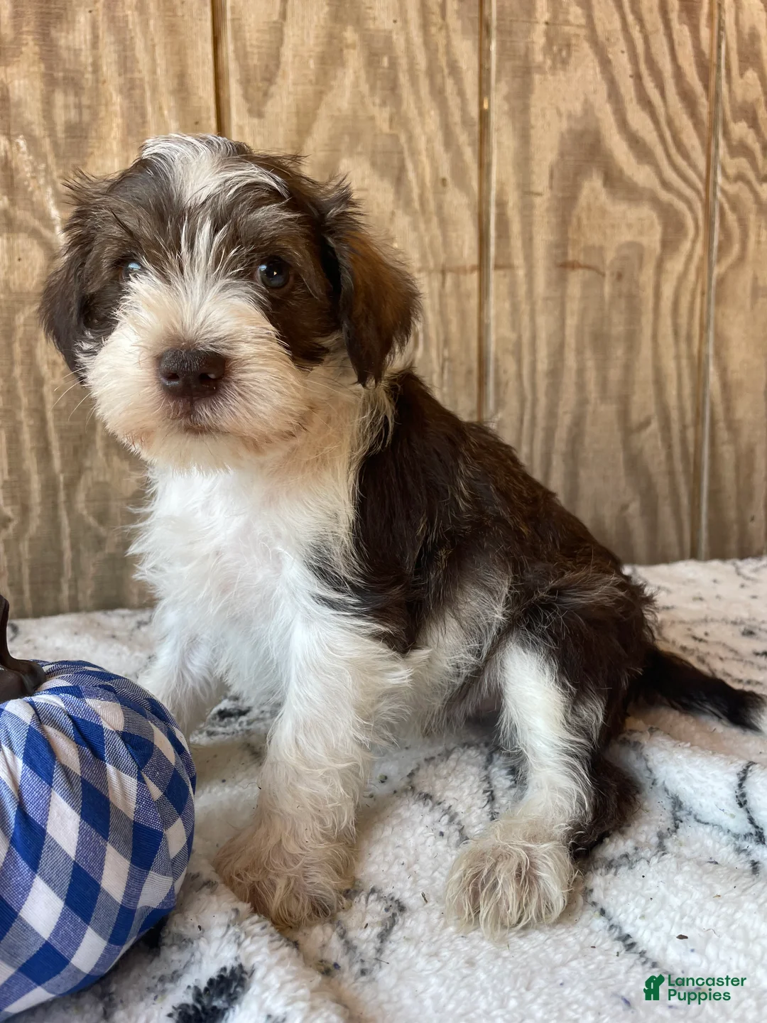 Miniature Schnauzer dogs for sale: Stanley - Ad 4