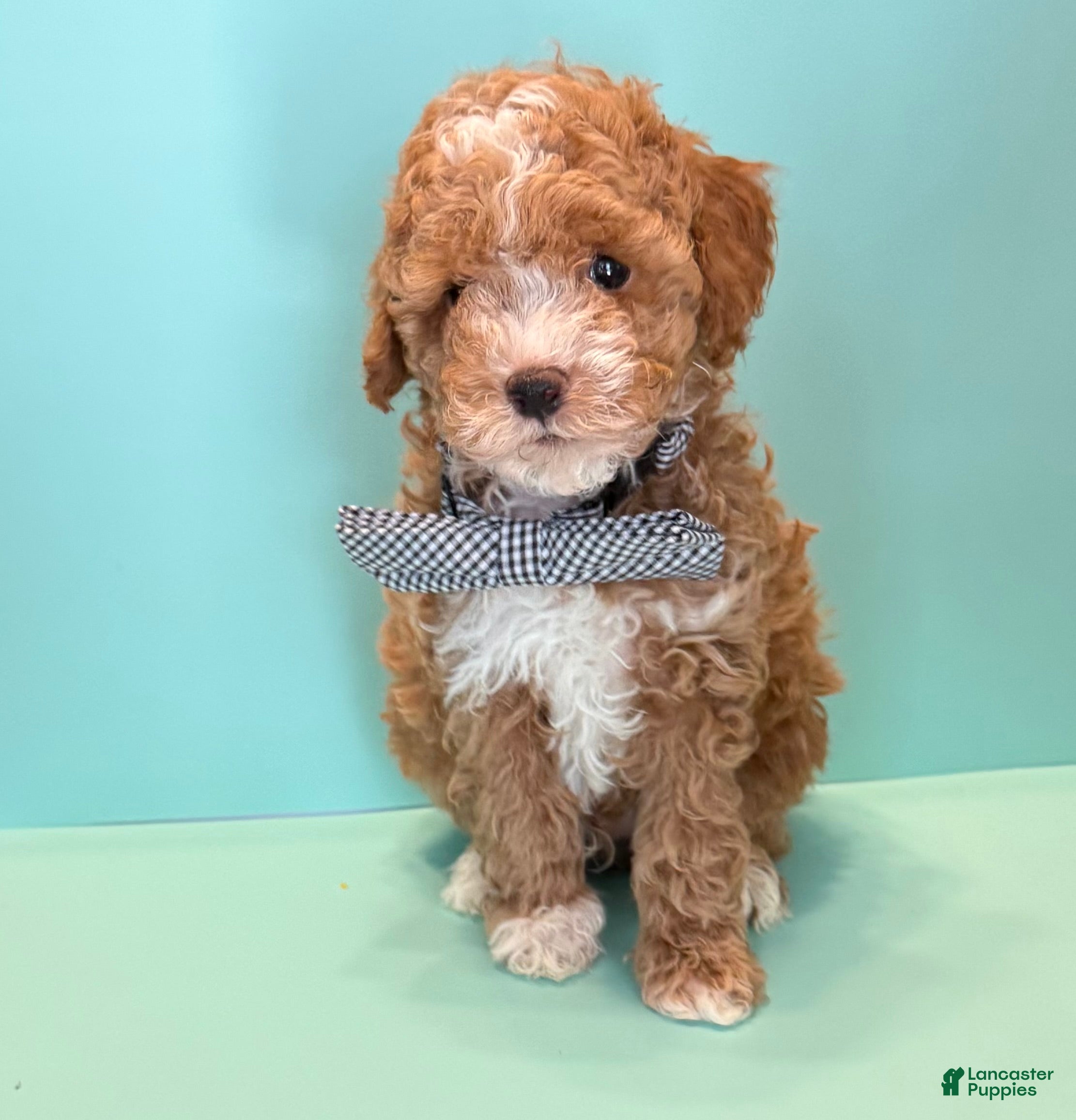 Toy Poodle dogs Rocky - Ad 1