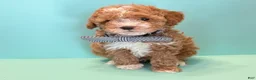 Toy Poodle dogs for sale: Rocky - Ad 1