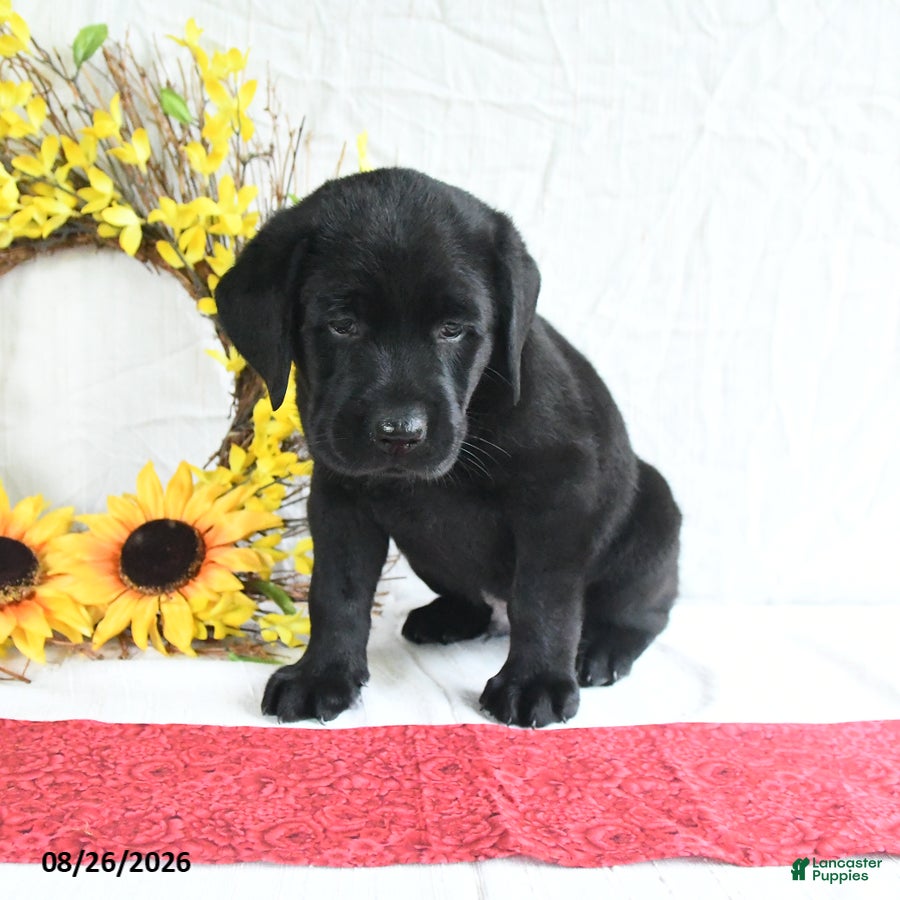 Labrador Retriever dogs Kory - Ad 1