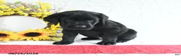 Labrador Retriever dogs for sale: Kory - Ad 1