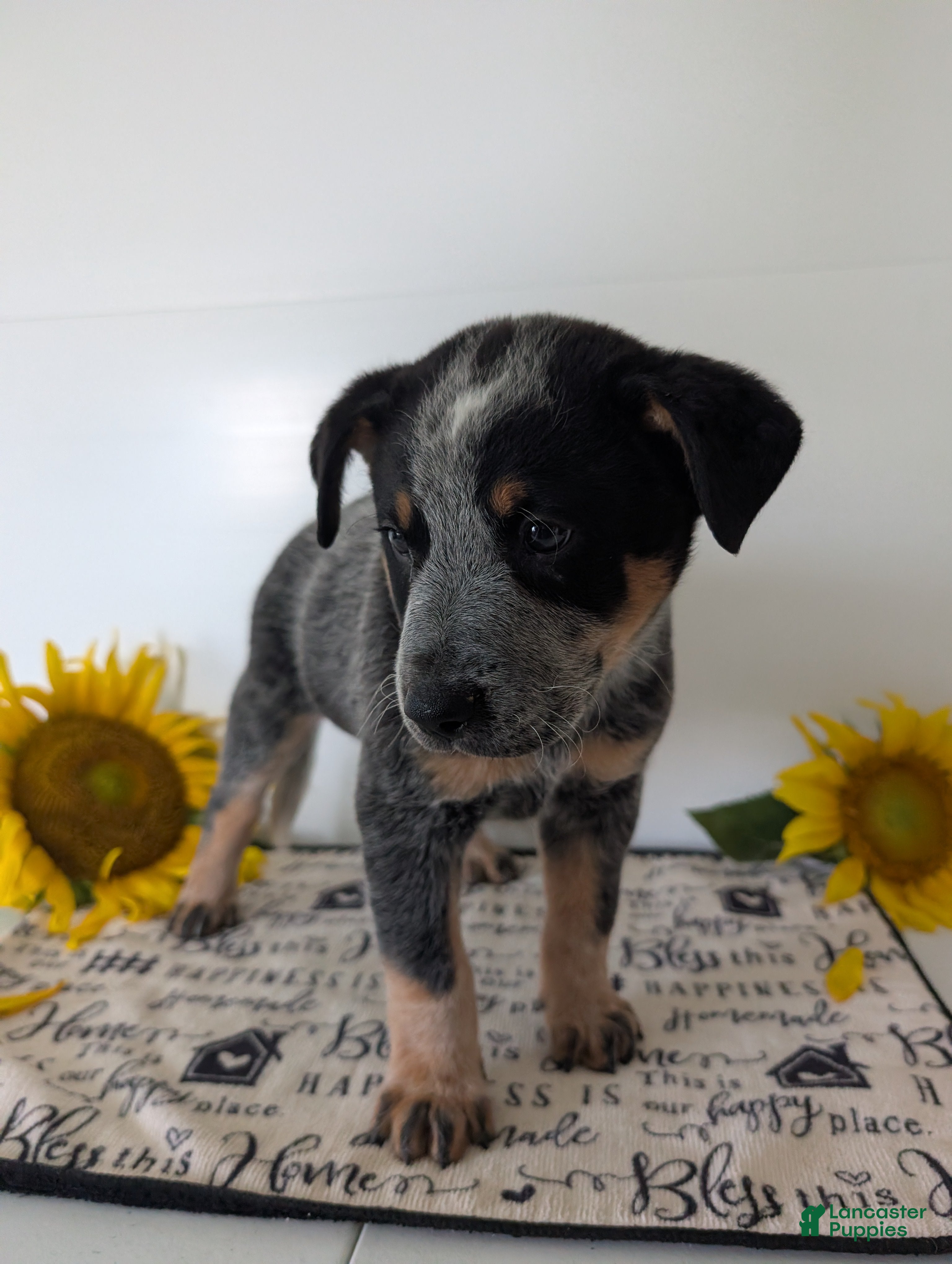 Australian Cattle Dog dogs Buck  - Ad 2