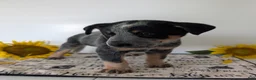 Australian Cattle Dog dogs for sale: Buck  - Ad 2