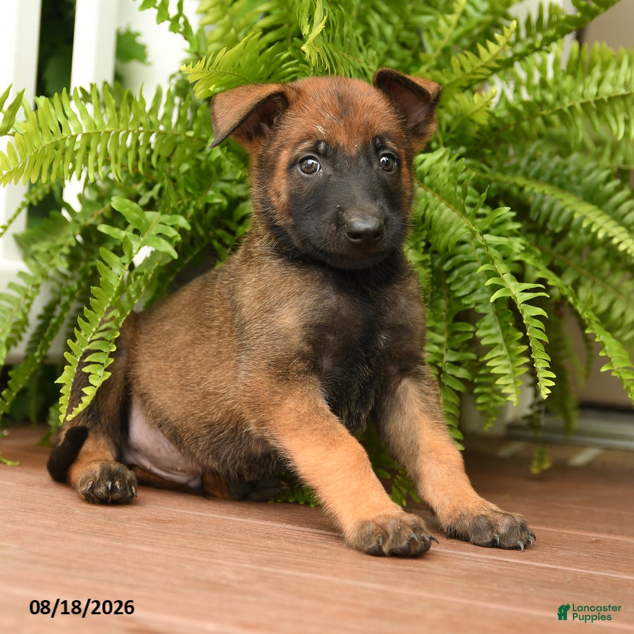 Belgian Malinois dogs Ulysses - Ad 2