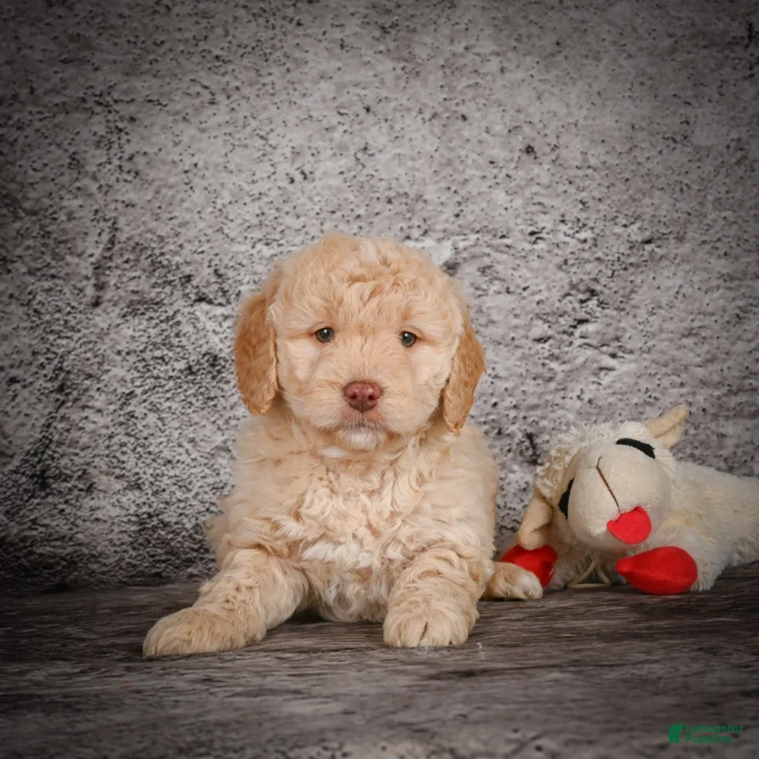 Mini Goldendoodle dogs for sale: Marley - Ad 4