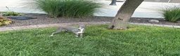 Italian Greyhound dogs for sale: Dannie - Ad 7