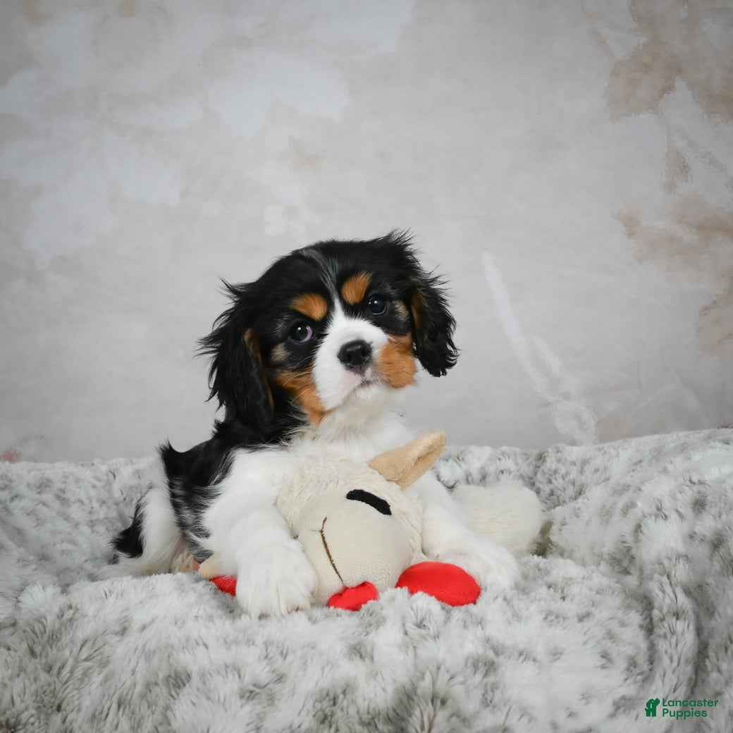 Cavalier King Charles Spaniel dogs Lincoln - Ad 42