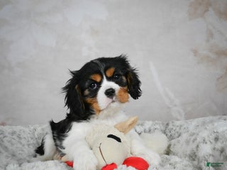 Cavalier King Charles Spaniel dogs Lincoln - Ad 18