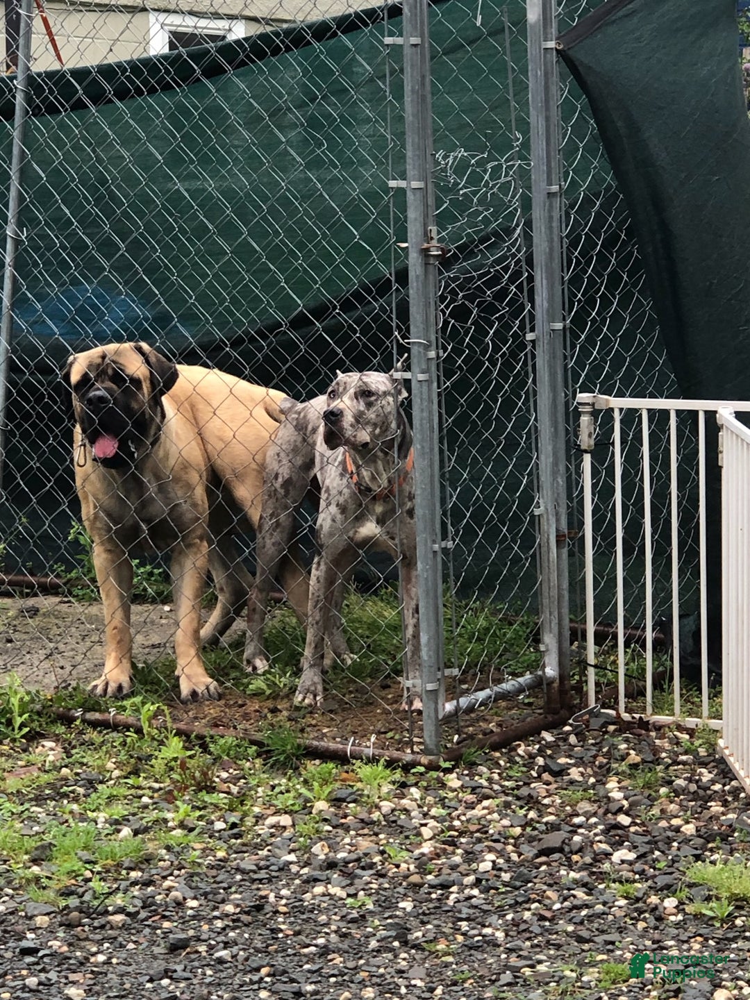 Mixed Breed dogs for sale: Midnight - Ad 3