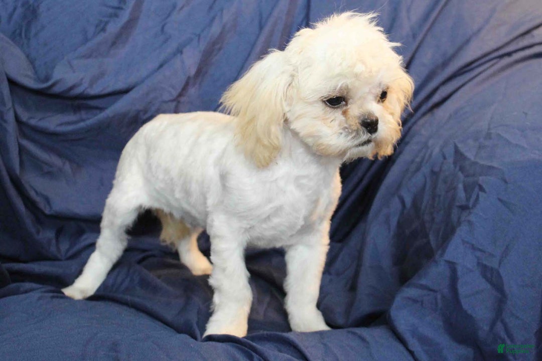 Shih Tzu dogs for sale: Oliver - Ad 5