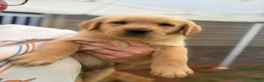 Cooper