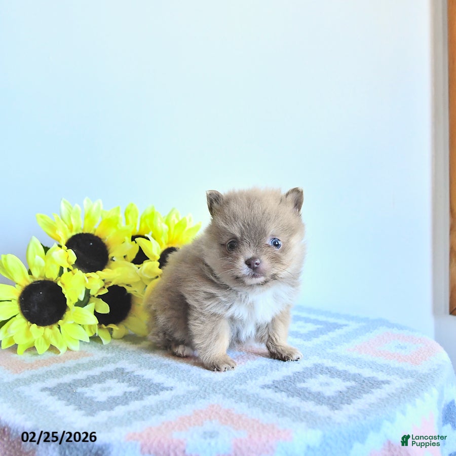 Pomeranian dogs Hazel - Ad 1