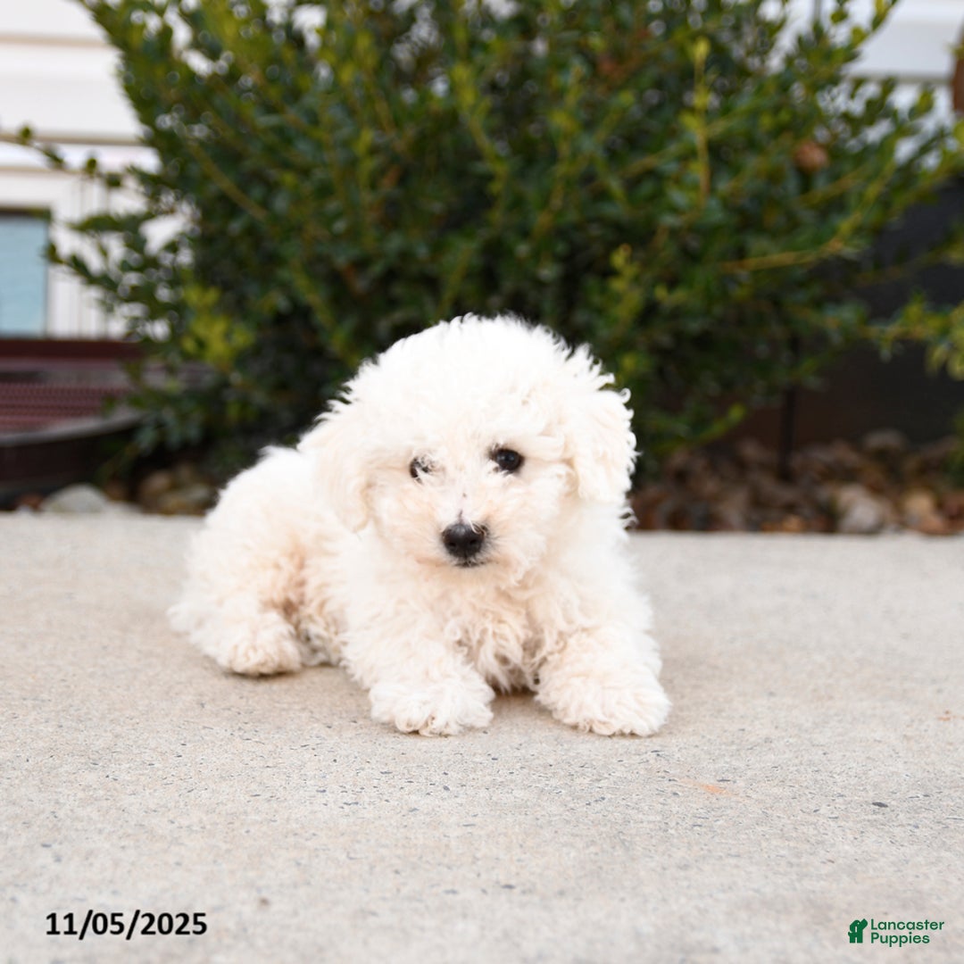 Bichon Frise dogs for sale: Lucky - Ad 3