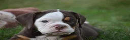 Beabull dogs for sale: Echo - Ad 8