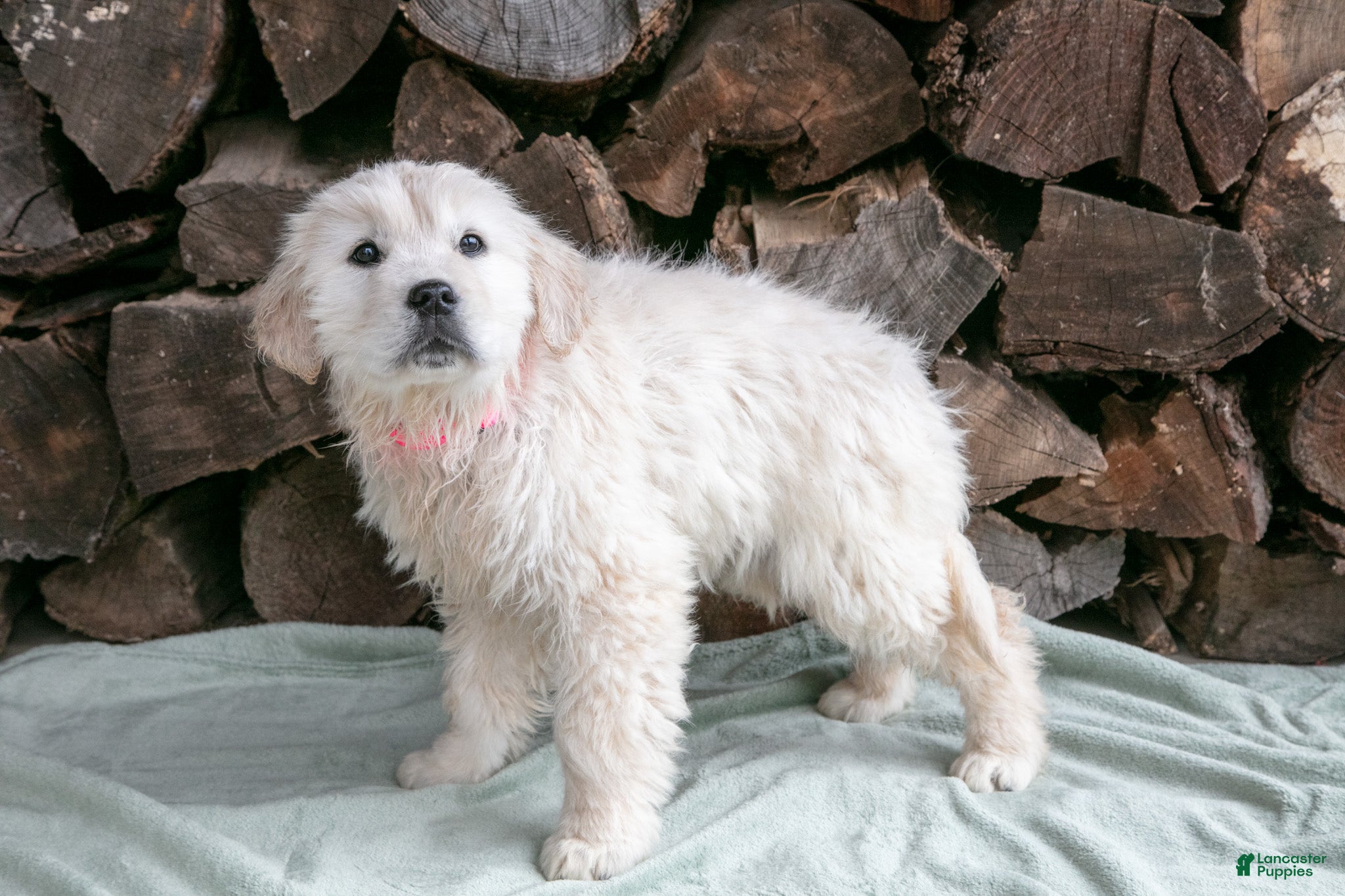 Golden Retriever dogs Kaya - Ad 1