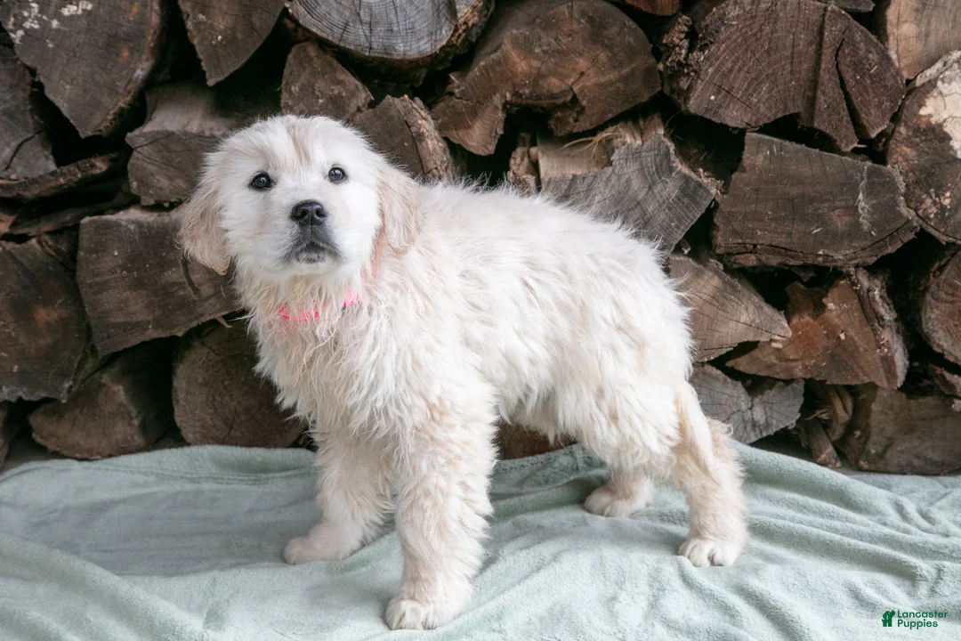 Golden Retriever dogs for sale: Kaya - Ad 1