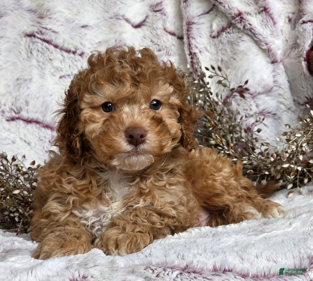 Cockapoo dogs for sale: Nero - Ad 4