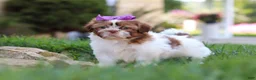 Shih Tzu dogs for sale: Honey - Ad 6